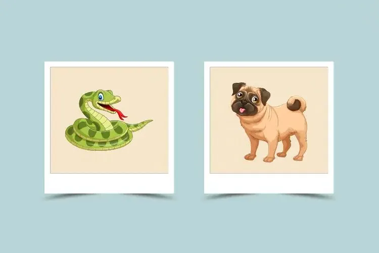 dog and snake chinese astrology, An Unlikely Friendship
