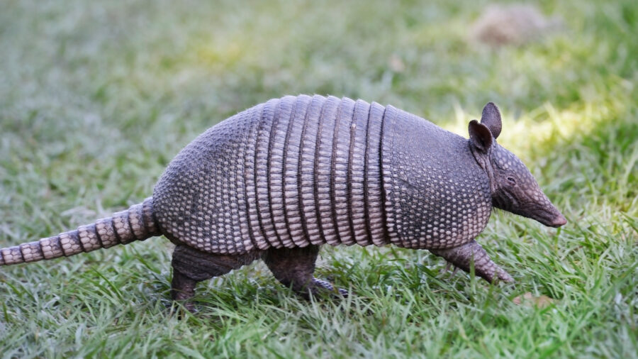 Dealing with Armadillos: Recognize the Early Signs Now.